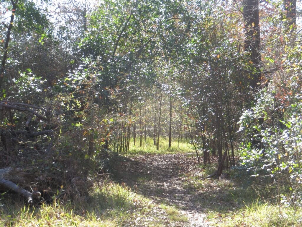 Wooded trail in West 11th Street Park near Timbergrove