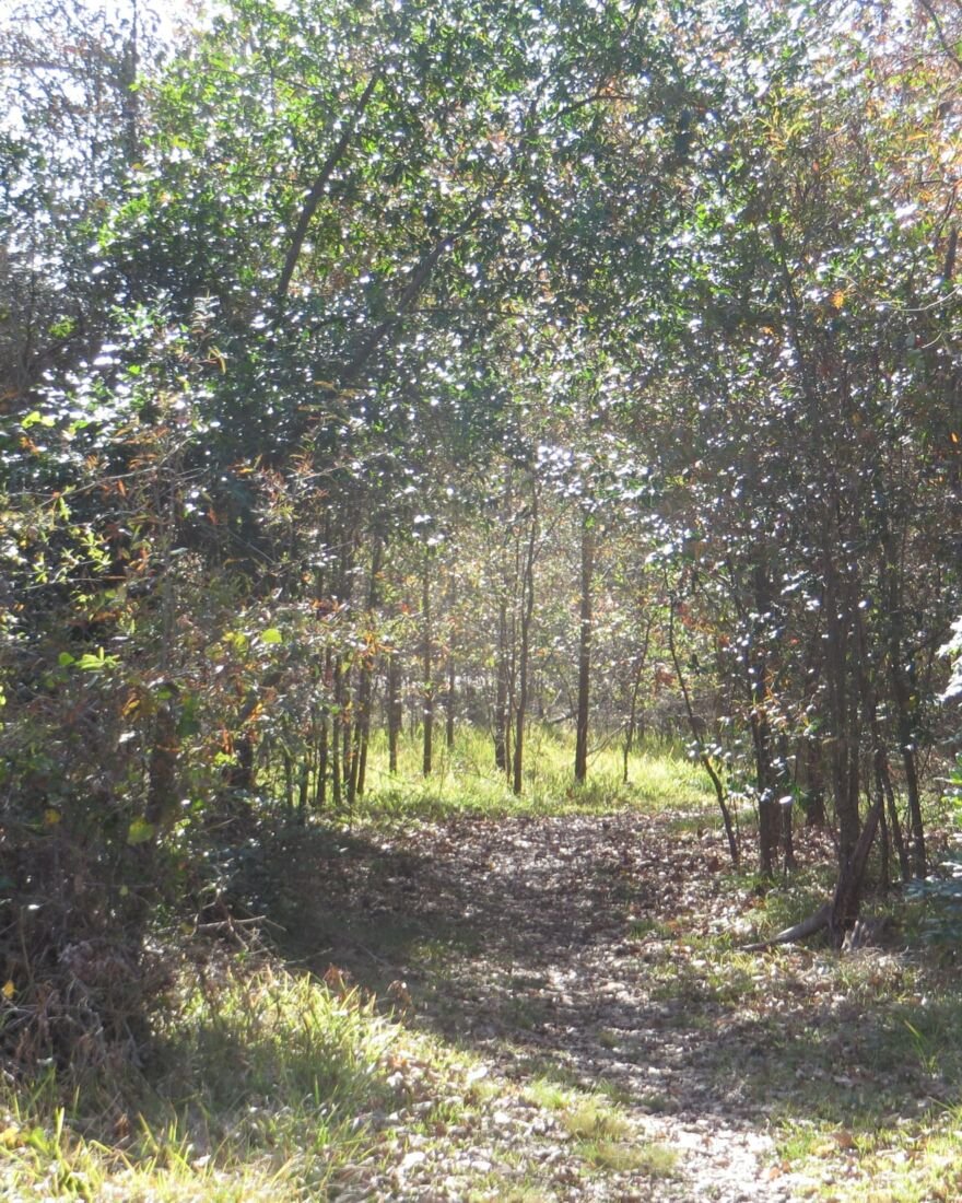 Wooded trail in West 11th Street Park near Timbergrove
